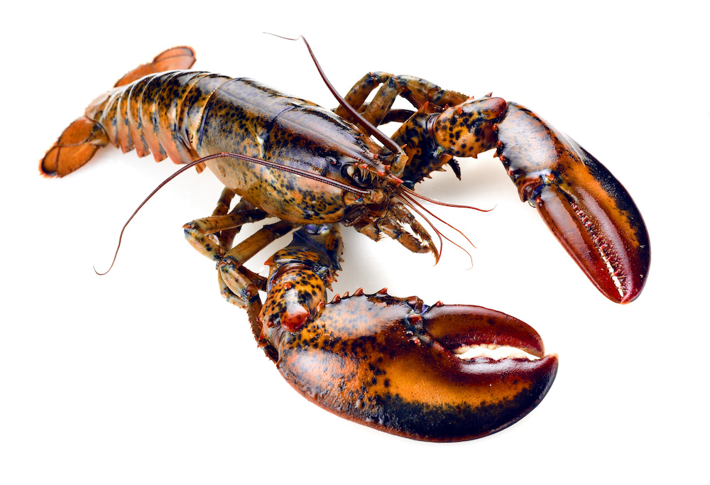 Live North Atlantic Lobster